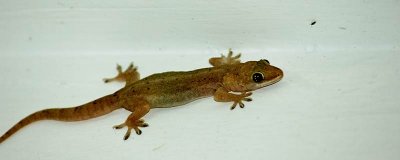 ​壁虎可以在水上漂浮吗