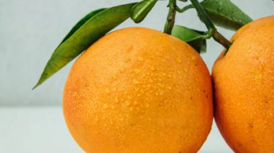 ​枳椇子药用与功效 枳椇子是什么中药