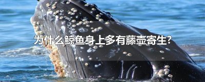 ​为什么鲸鱼身上多有藤壶寄生?