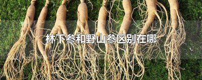 ​林下参和野山参区别在哪