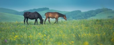 ​马肉煮多久能熟