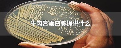 ​牛肉膏蛋白胨提供什么