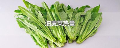 ​油麦菜热量
