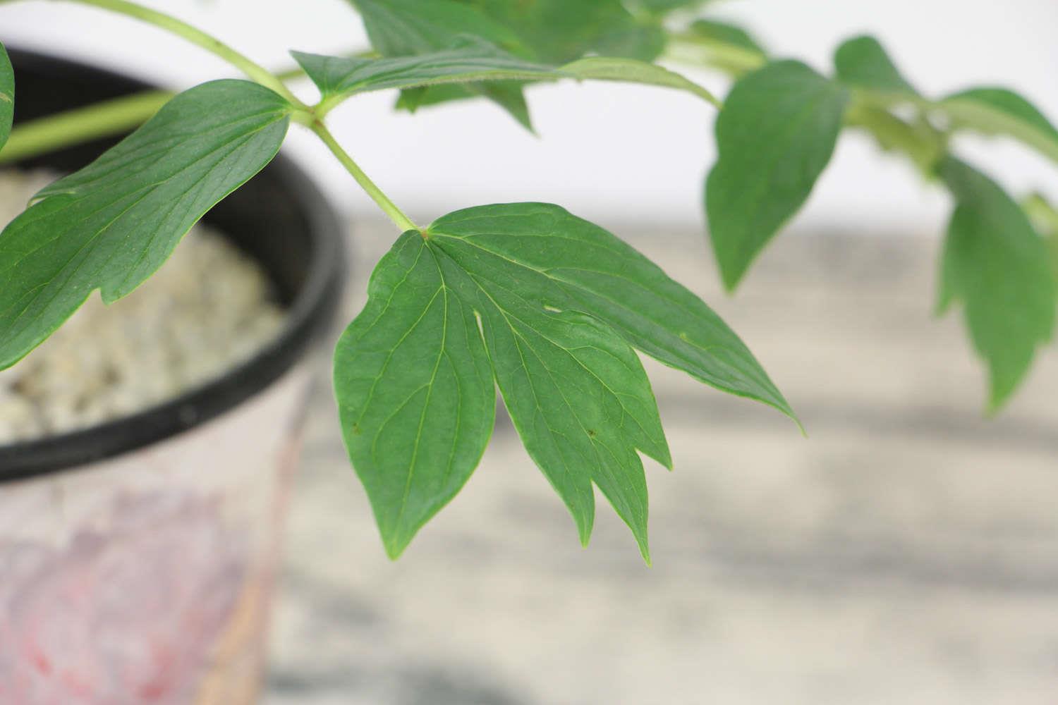 牡丹 牡丹