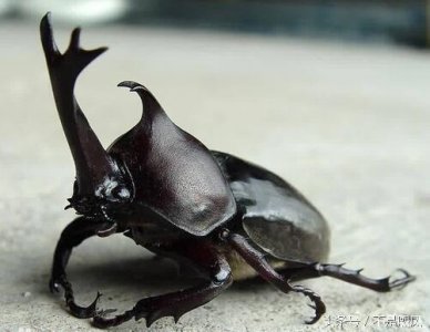 ​小时候的玩伴独角仙,你了解多少？