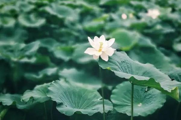 三伏天怎么去湿气和寒气 三伏天祛湿气最佳时间 三伏天怎么去湿气和寒气 三伏天祛湿气最佳时间