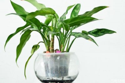 ​黑美人是一种什么植物呢 黑美人的种植有什么注意的呢