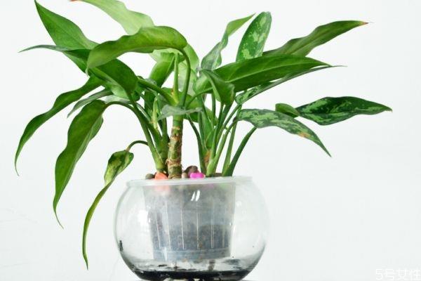 黑美人是一种什么植物呢 黑美人的种植有什么注意的呢