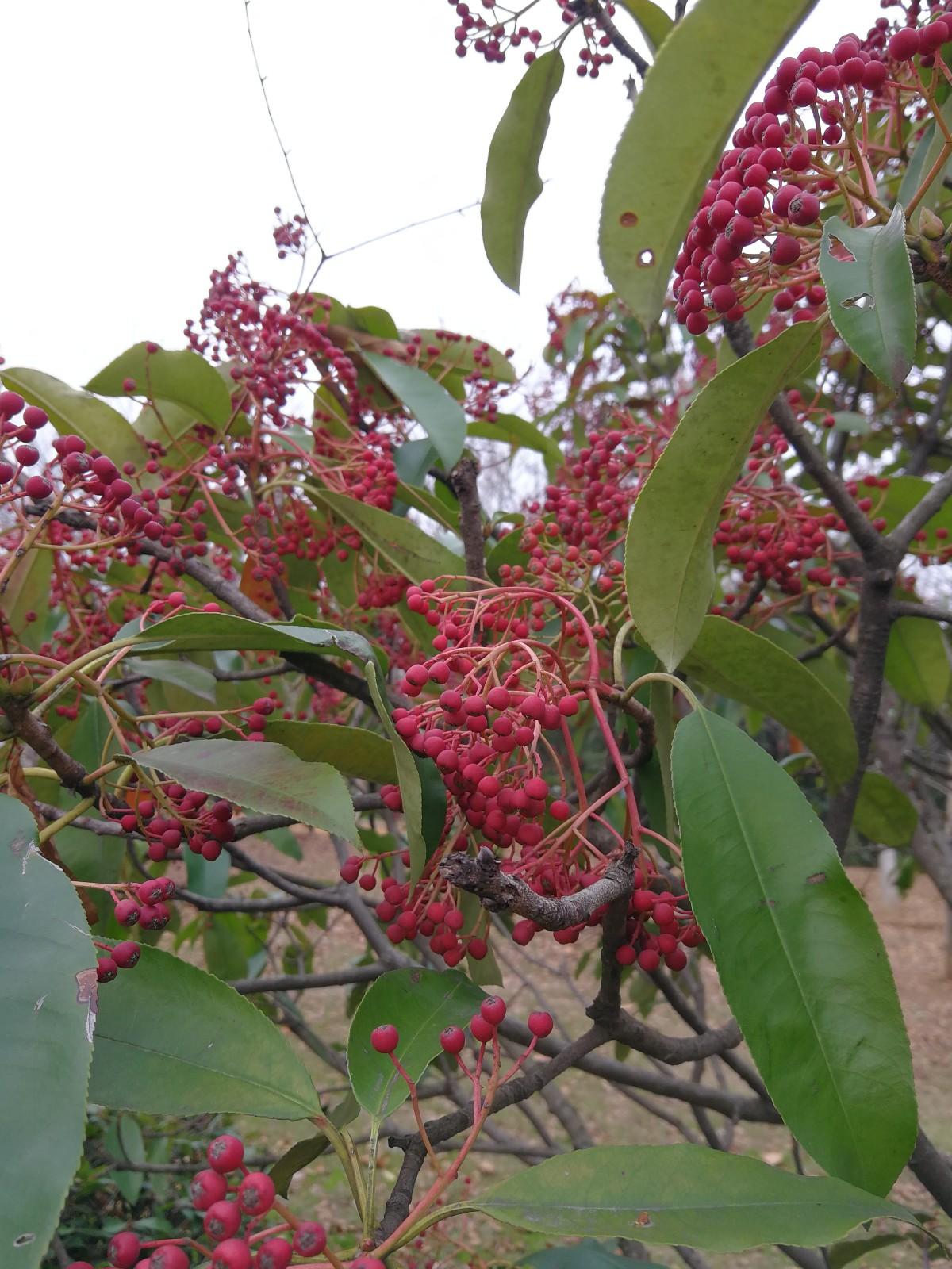 石棉花是什么味道(石楠花的味道像什么)
