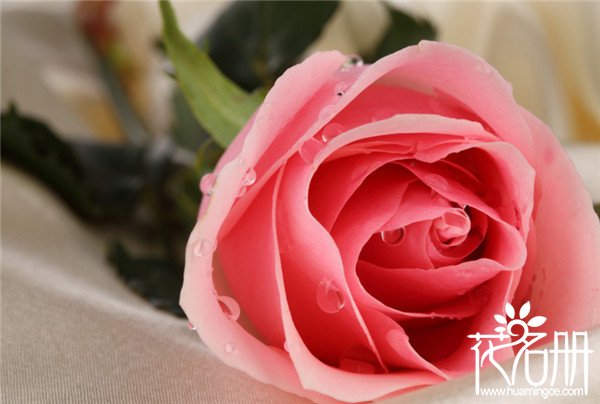 7朵玫瑰花什么意思(17朵玫瑰代表什么意思,绝望无可挽回的爱)
