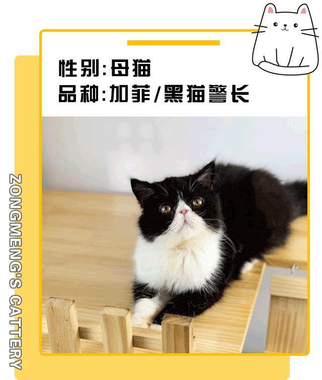 暗访地下“吸猫会所”,我发现了一些行业机密…