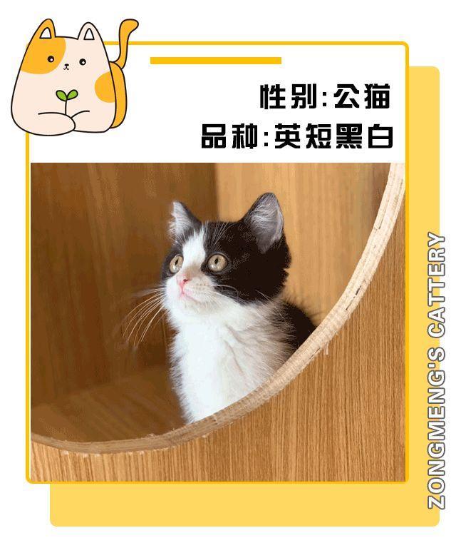 暗访地下“吸猫会所”,我发现了一些行业机密…