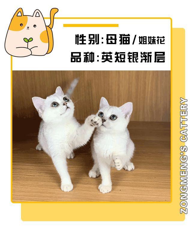 暗访地下“吸猫会所”,我发现了一些行业机密…