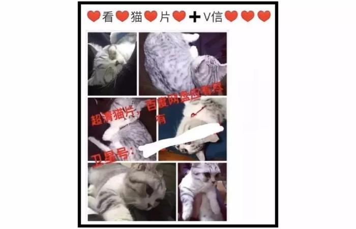 暗访地下“吸猫会所”,我发现了一些行业机密…