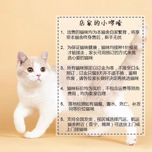 暗访地下“吸猫会所”,我发现了一些行业机密…