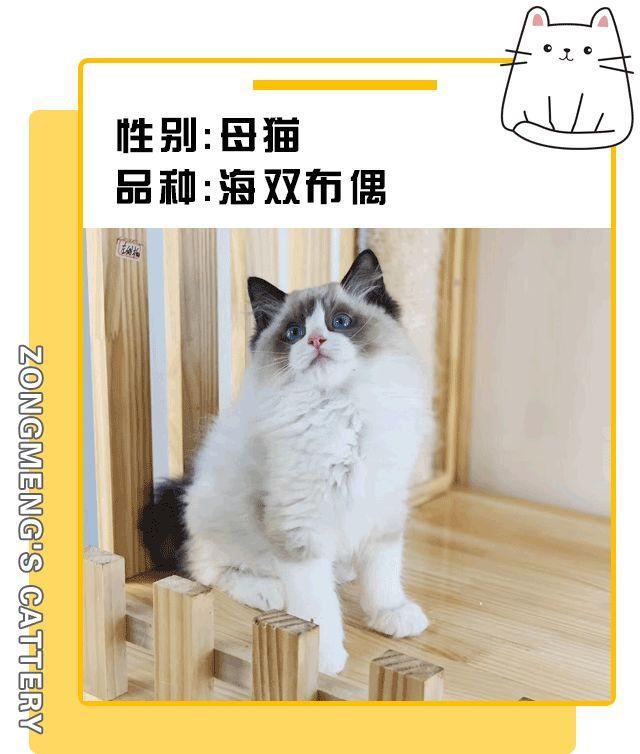 暗访地下“吸猫会所”,我发现了一些行业机密…
