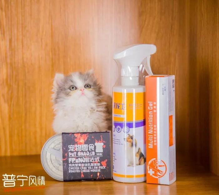 暗访地下“吸猫会所”,我发现了一些行业机密…