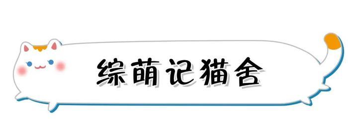 暗访地下“吸猫会所”,我发现了一些行业机密…
