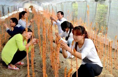 ​天麻种植(天麻种植成本及利润)