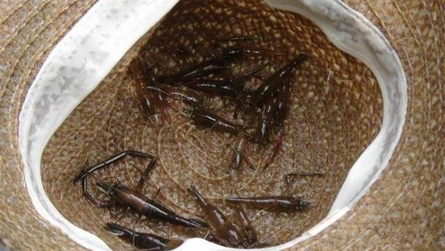 农村十大野味排行榜,排第一的千元一斤早已难觅踪影