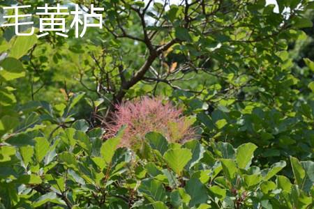毛黄栌 毛黄栌