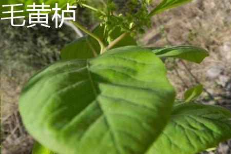 毛黄栌叶子.jpg 毛黄栌叶子.jpg