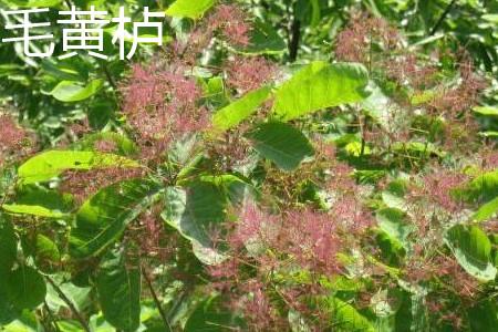 毛黄栌花.jpg 毛黄栌花.jpg