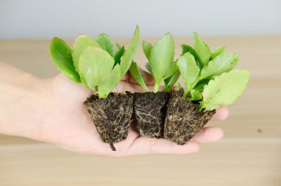 ​长寿花什么时候开花旺