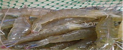 ​河虾海虾哪种比较好吃一点 河虾海虾哪种比较好吃又便宜