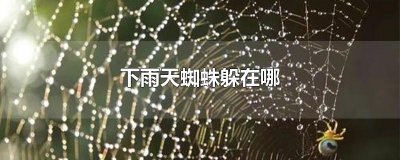 ​下雨天蜘蛛躲在哪