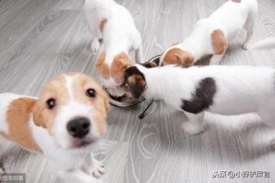 ​解析狗贩骗局：识破损害宠物买家的常见伎俩