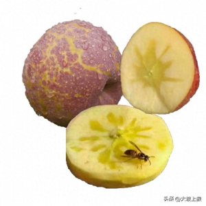 ​四川10种特色水果，都是“果中珍品”，不愧是“天府之国”