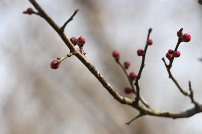 ​盆栽梅花怎么施肥？
