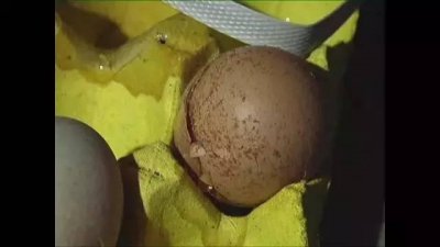 ​鸡蛋滴鼠药被买走 主动承担医药费并赔偿6000元
