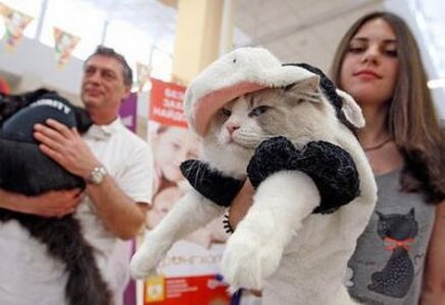 ​乌克兰举行猫咪秀 贵族范傲视群雄