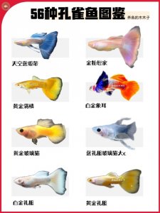 ​56种孔雀鱼图鉴