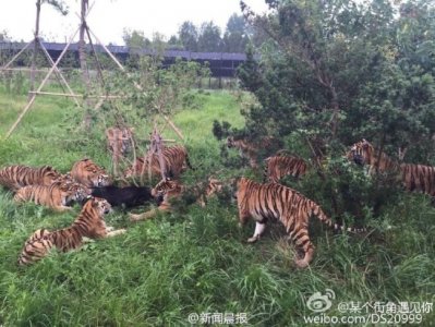​上海野生动物园猛虎围攻黑熊 黑熊被咬死后分食