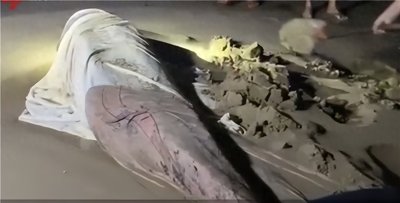 ​痛心！三亚搁浅的侏儒抹香鲸死亡，胃内有大量塑料，令人反思