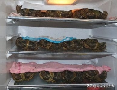 ​大闸蟹鲜活保鲜术：方法与时限全解析