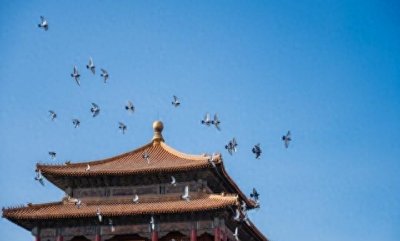 ​哇塞%阅兵和平鸽迷路，却撞进河南大姐家，背后故事暖哭人！