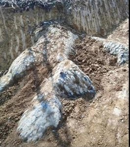 ​湖南邵阳疑似挖出龙化石？当地回应：或为天然石头