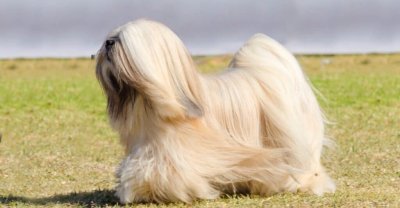 ​十二种最受欢迎的长毛犬，你最喜欢谁？