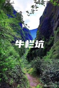 ​每日认识一款茶——岩茶界天花板“牛栏坑肉桂”