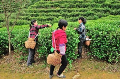 ​比农民工还苦“浙江采茶女”，暴露“底层妇女”真实生活