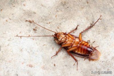 ​蟑螂最怕三种克星是什么？如何避免晚上爬床？根治最有效方法介绍
