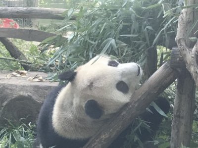 ​北京动物园网红大熊猫“突然头秃”，园方：已处理