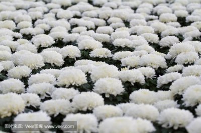 ​从浙江小学老师自杀事件看教师困境