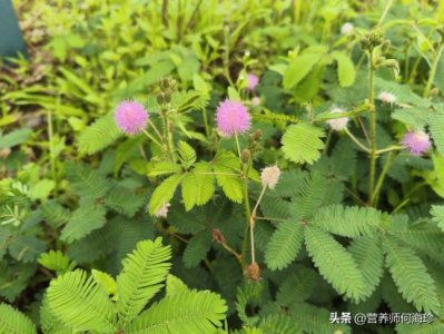 ​1种会预报天气的植物，民间俗称“夫妻草”，没想到价值这么大