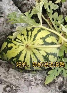 ​女子在石缝中发现野生西瓜