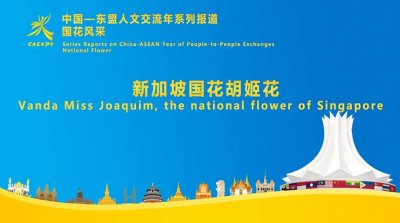 ​中国—东盟国花风采：‌新加坡国花胡姬花蕴含刻苦奋斗精神
